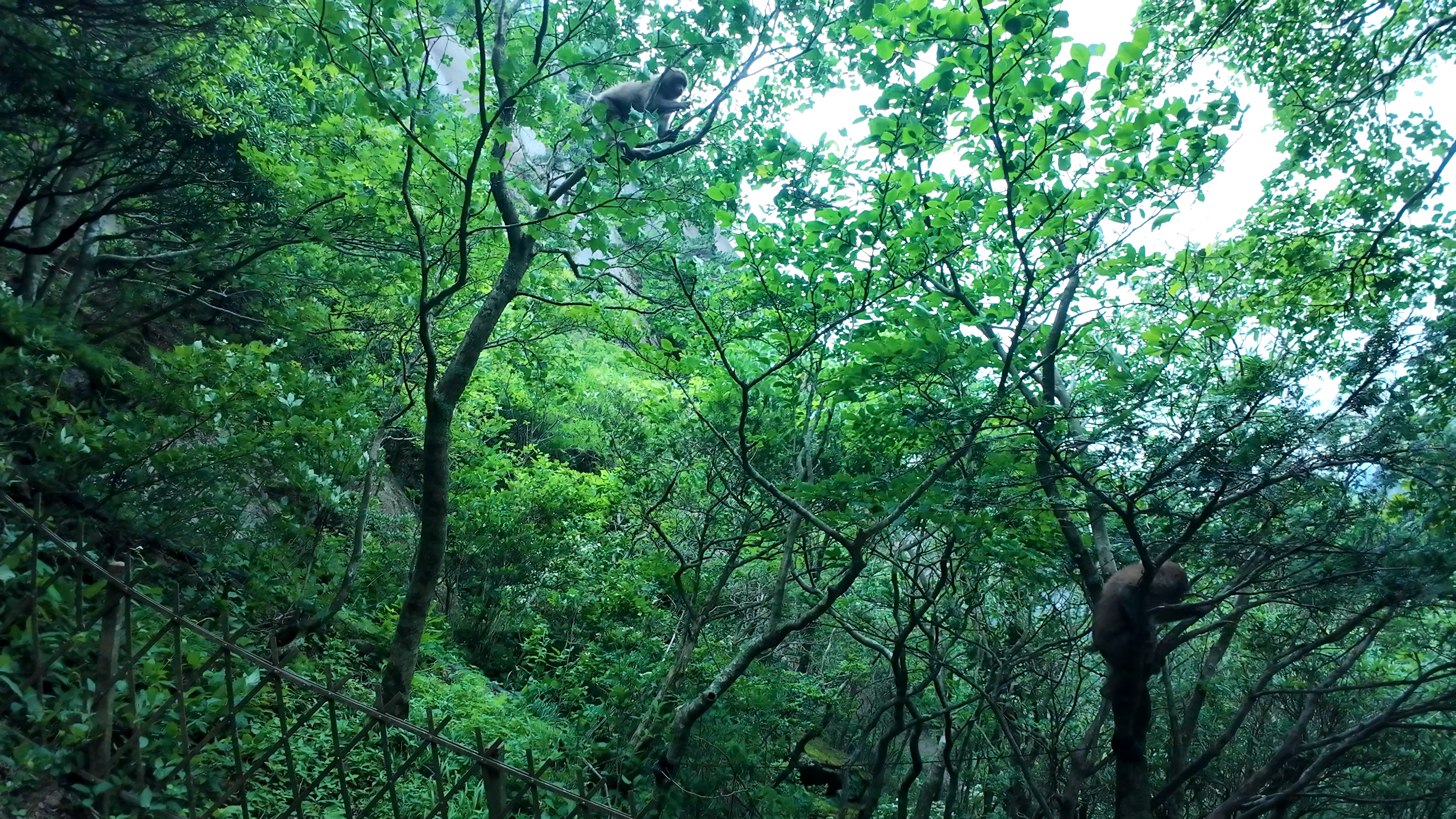 image-20250625104345289